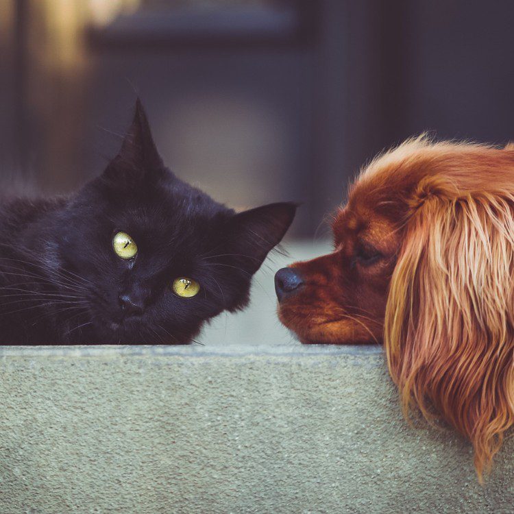 Pet Waste Removal in Geneva, IL Pet Waste Removal in Geneva, IL