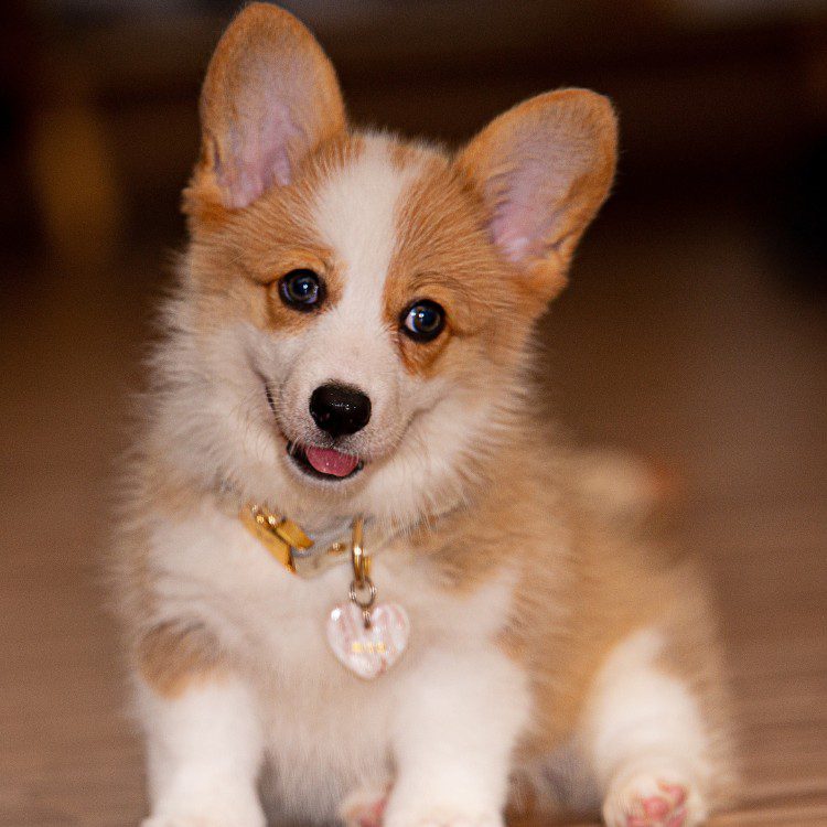Pet Waste Removal in Geneva, IL Pet Waste Removal in Geneva, IL