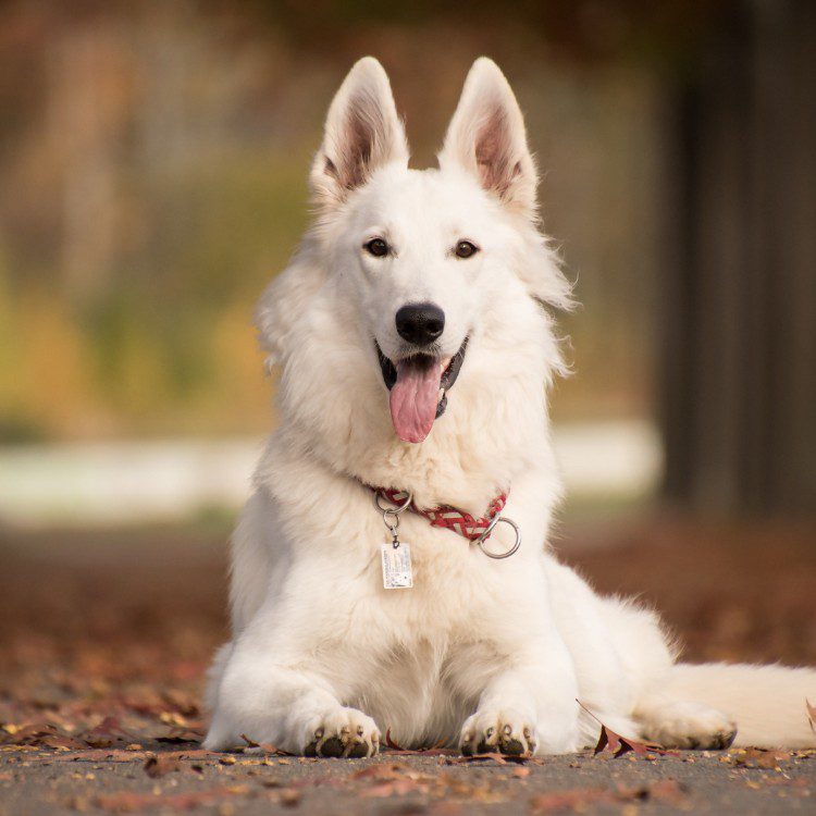 Pet Waste Removal in Geneva, IL Pet Waste Removal in Geneva, IL