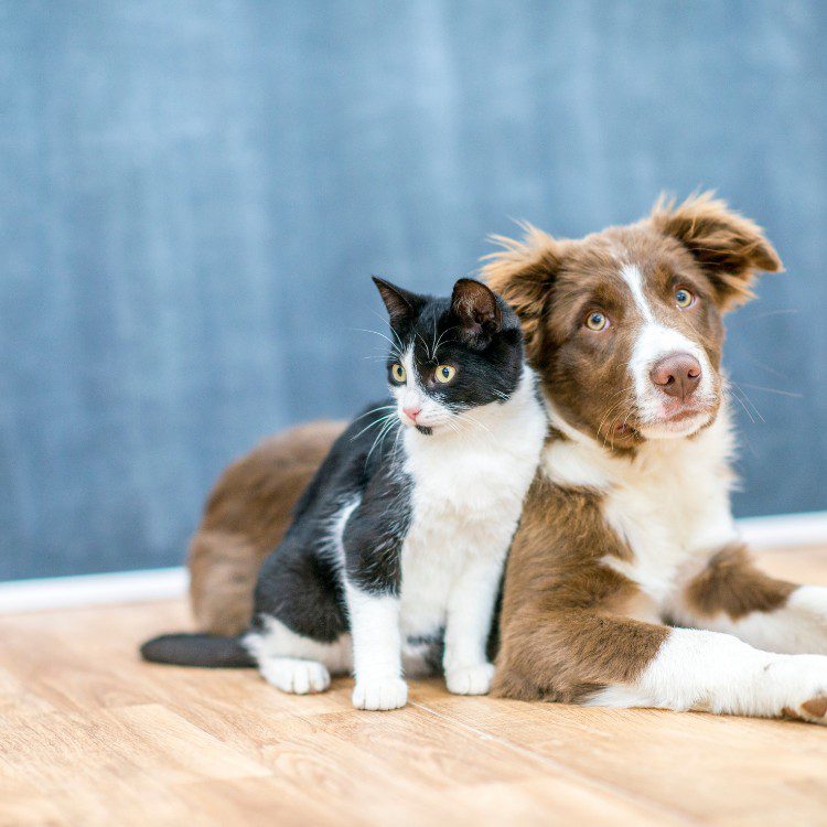 Pet Waste Removal in Geneva, IL Pet Waste Removal in Geneva, IL